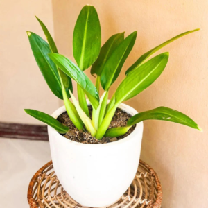 Philodendron Martianum