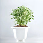 Aralia Marble Plant