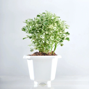 Aralia Marble Plant