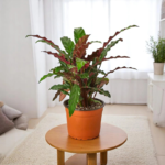 Calathea Rufibarba Plant