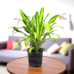 Dracaena Massangeana Plant