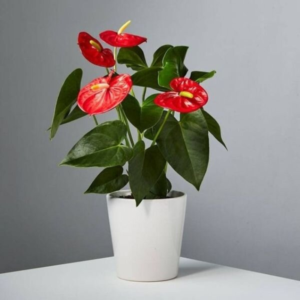 Anthurium Red Flower Plant