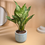 Aglaonema Snow White Plant