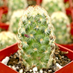 Ladyfinger Cactus Plant