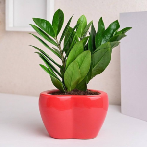Zamia Green Plant