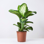 Dieffenbachia Snow Plant