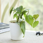 Philodendron Oxycardium