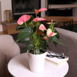 Anthurium Pink Flower Plant