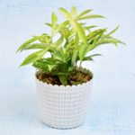 Dracaena Golden Milky Plant