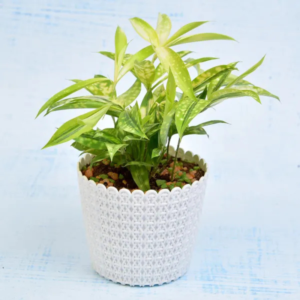 Dracaena Golden Milky Plant