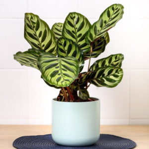 Calathea Sanderiana