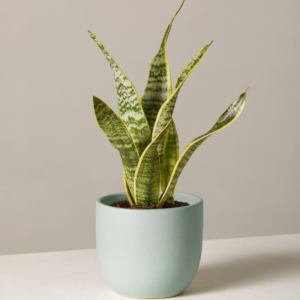 Green Snake Plant