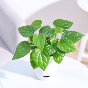 Betel Leaf (Paan Plant)