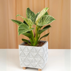 Philodendron Birkin Plant