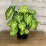 Green Arrowhead Plant