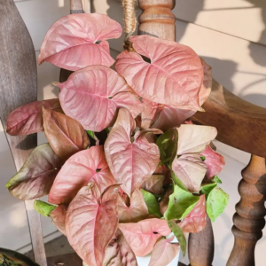 Pink Arrowhead Plant