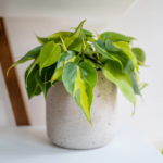 Philodendron Brasil Plant