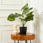Calathea Orbifolia Plant