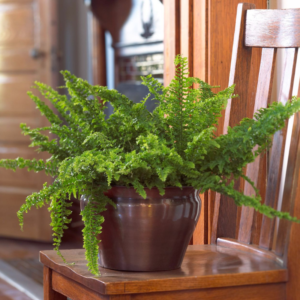 Boston Fern Plant