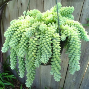 Sedum Baby Burrito Tail Plant