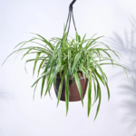 Chlorophytum Spider Plant