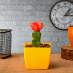 Moon Cactus (Orange) Plant