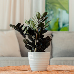 Zamia Black Plant