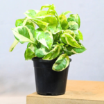 Money Plant ‘N’Joy’