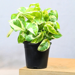 Money Plant ‘N’Joy’