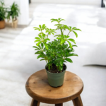 Schefflera Green Plant