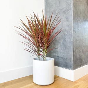 Dracaena Colorama Plant