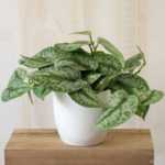 Satin Money Plant