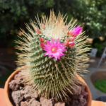 Pincushion Cactus Plant