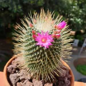 Pincushion Cactus Plant