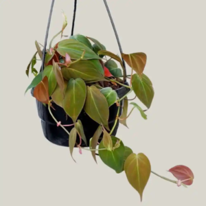 Philodendron Micans Plant