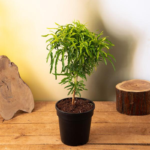 Golden Aralia Plant