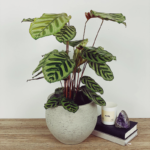Peacock Plant (Calathea)