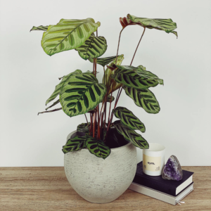 Peacock Plant (Calathea)