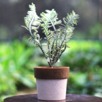 Pedilanthus Plant