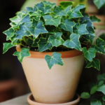 English Ivy Plant