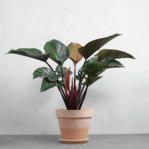 Philodendron Red Congo