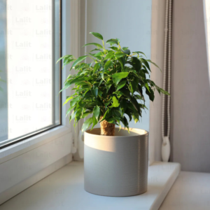 Black Ficus Plant