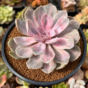 Echeveria Pink Pearl Plant