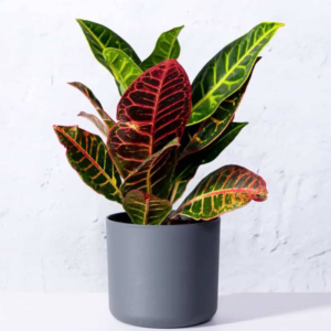 Croton Petra Plant