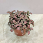 Fittonia Pink Plant