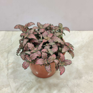 Fittonia Pink Plant