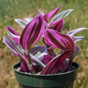 Wandering Jew Plant