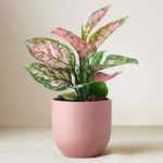 Aglaonema Pink Beauty Plant