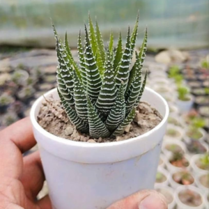 Haworthia Zebra Plant