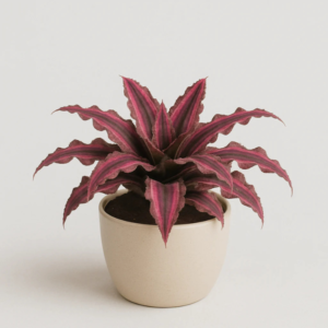 Cryptanthus Earth Star Plant